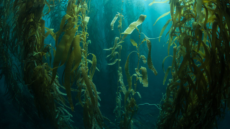 A kelp forest