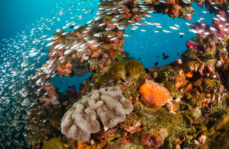 The Great Barrier Reef