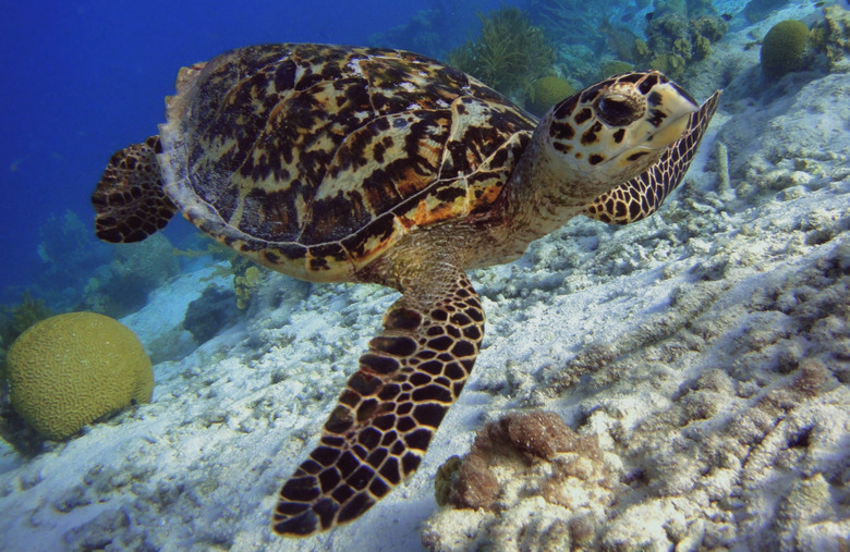 Buck Island Reef