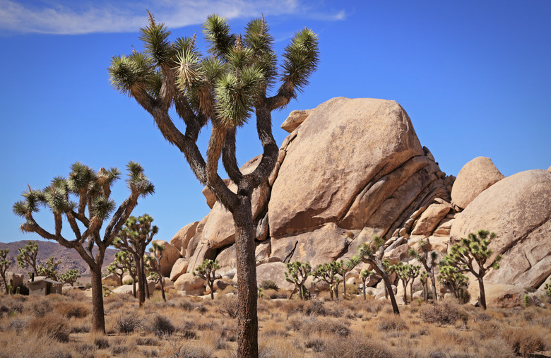 Joshua Tree National Park