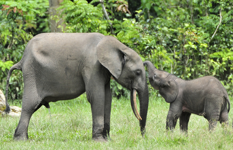 The Congo basin