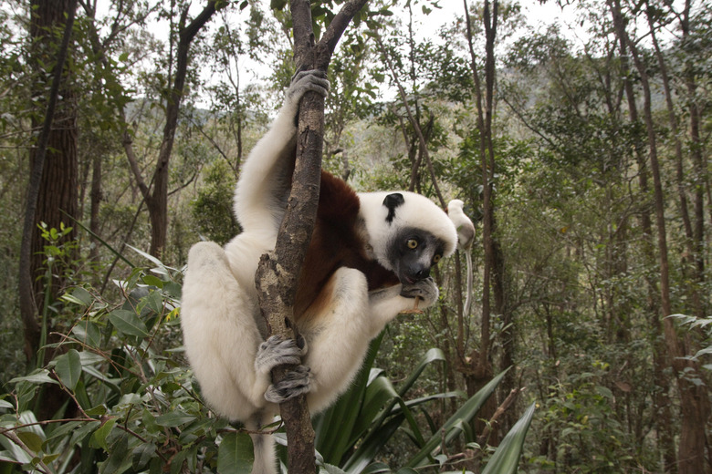 Madagascar's Forests