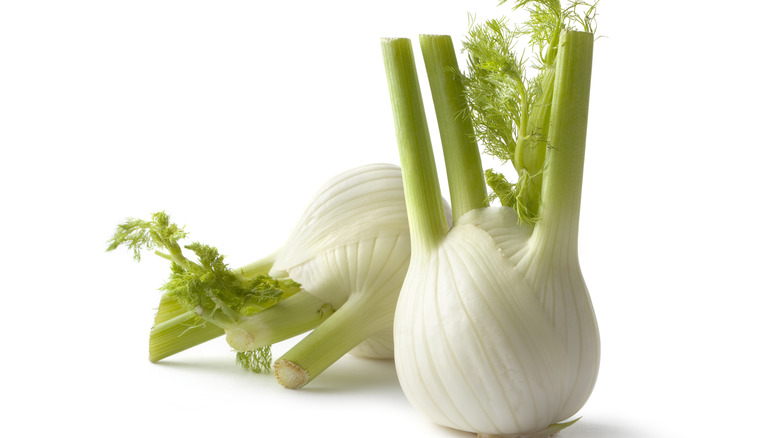 Fennel bulbs against white background