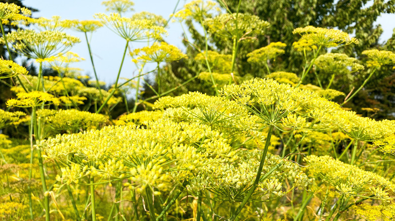 fennel flowers growing in the wild