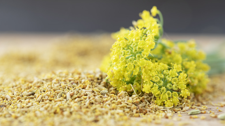 fennel flower on fennel pollen