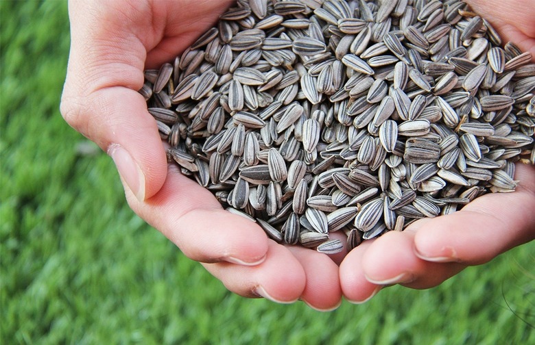 Sunflower Seeds