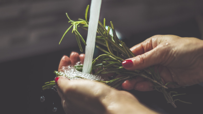 hands rinsing rosemary