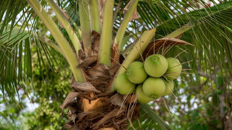 Finally Find Out If Coconuts Are A Type Of Nut Or Not