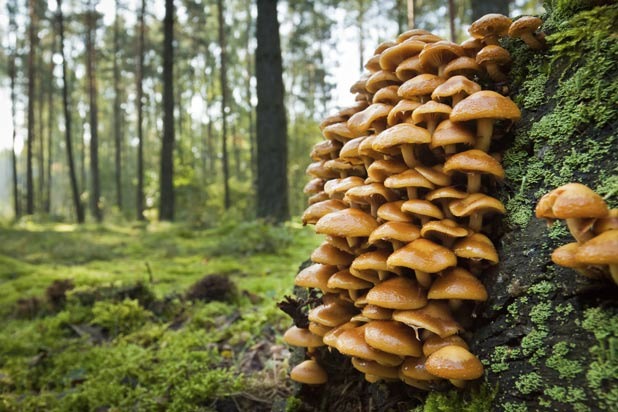 Mycophobia — Fear or aversion to mushrooms