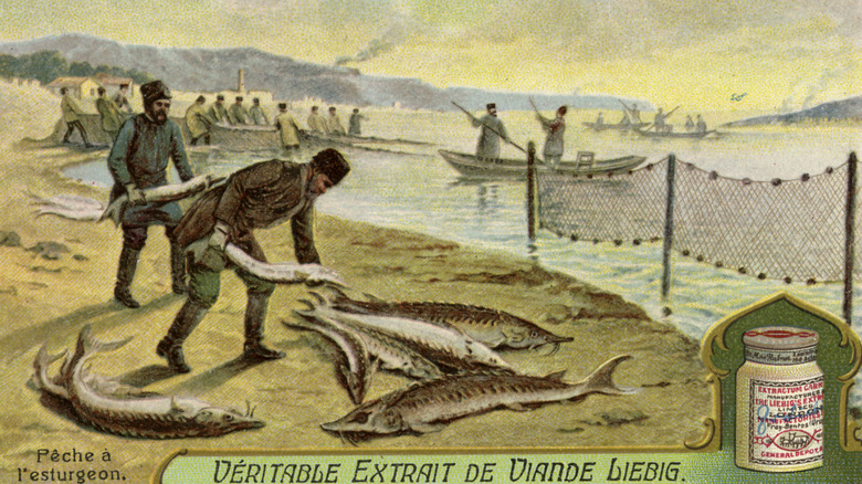 Vintage ad showing Cossack fisherman laying out fresh sturgeon