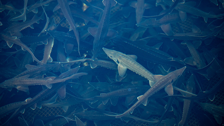 Sturgeon in a breeding farm pool