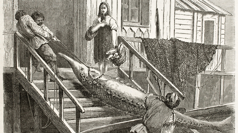 Vintage sketch of fishers hauling sturgeon