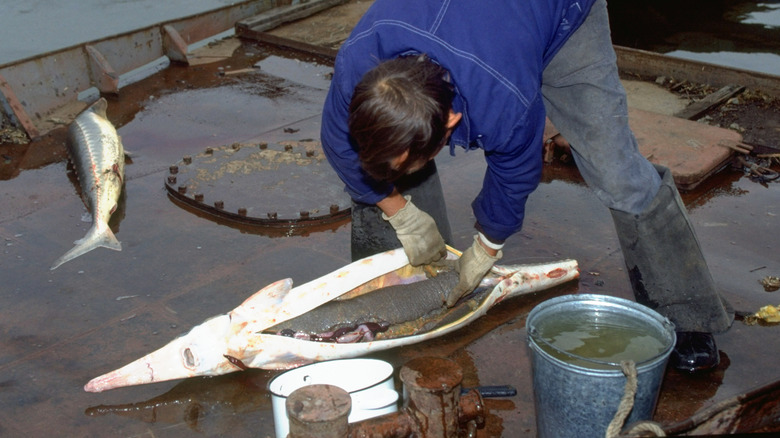 Fisherman removing eggs from a freshly caught sturgeon