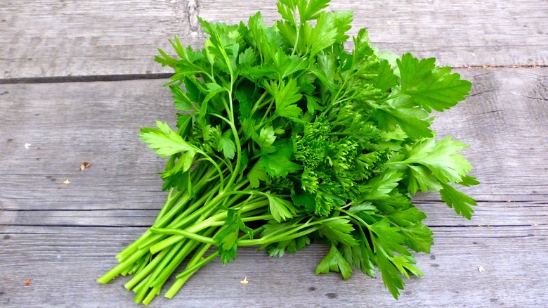 Bunch of flat leaf parsley