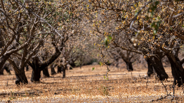 Dying almond trees in California