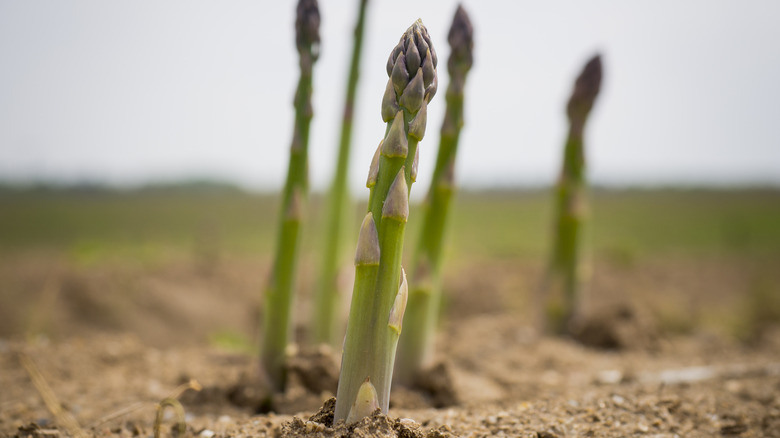 Freshly sprouted asparagus in field