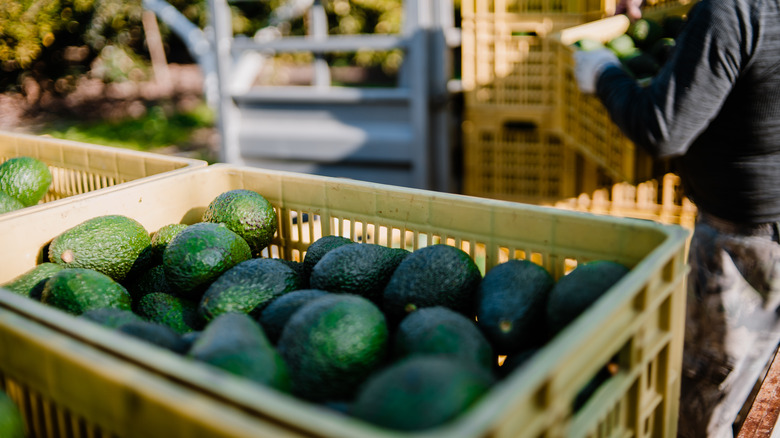 Freshly picked avocado trays