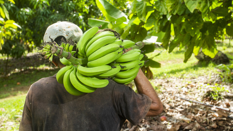 Worker carrying freshly picked bananas