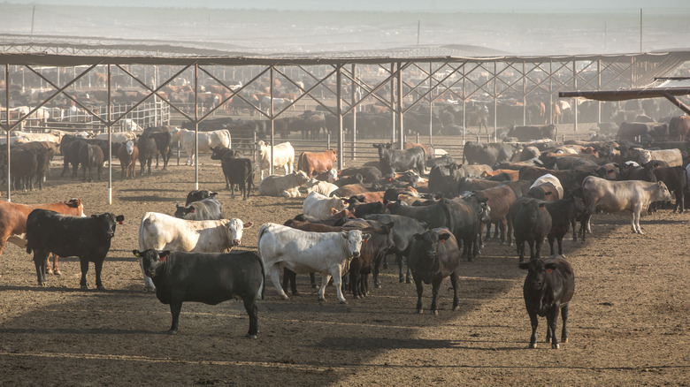 Huge beef farm