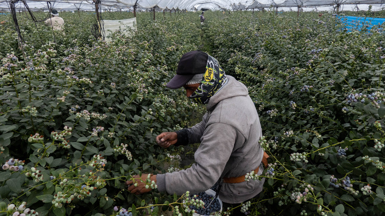 Worker picking blueberries on farm