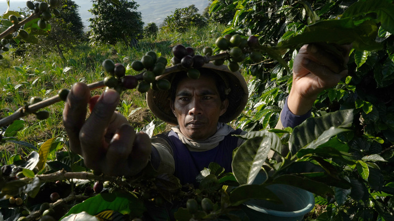 Brazilian coffee plantation worker