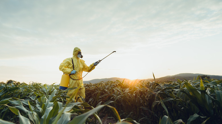 Corn sprayed with pesticides