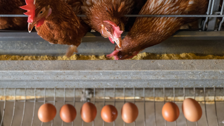 Chicken laying eggs on farm