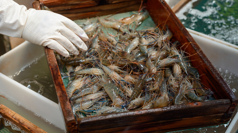 A tray of farmed shrimp