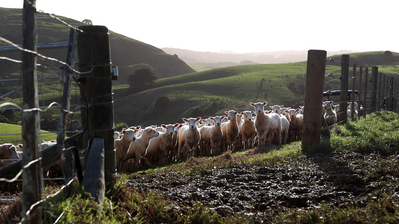 Lambs on the farm