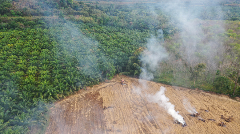 Burning palm tree plantations