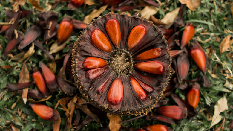 Pine nut cone closeup