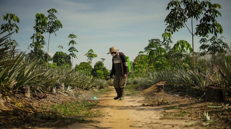 Farmer spraying pesticides on pineapple