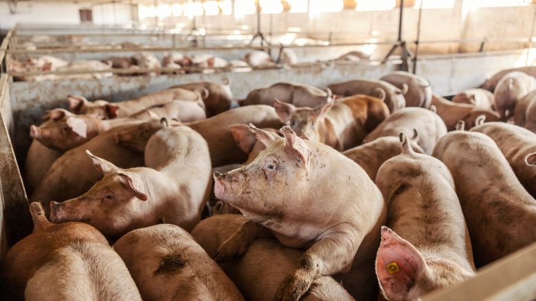 Cramped pigs on a farm