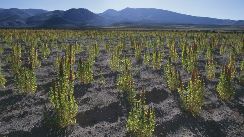 Quinoa growing in Peruvian mountains