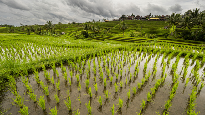 Huge rice fields