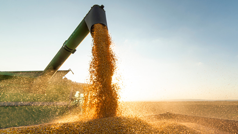 Machine pouring harvested soybeans