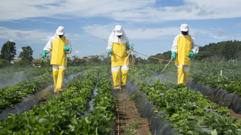 Strawberries sprayed with pesticides