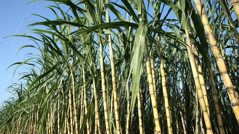 Sunny sugar cane plantation