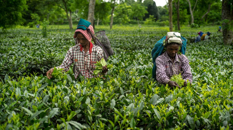 Workers handpicking fresh tea