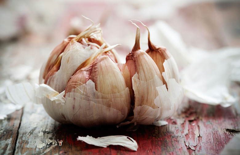 Garlic