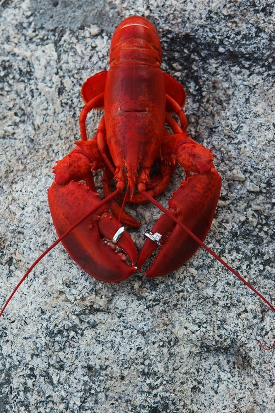 Lobster