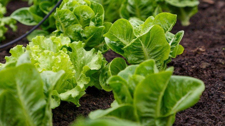 Lettuce being grown