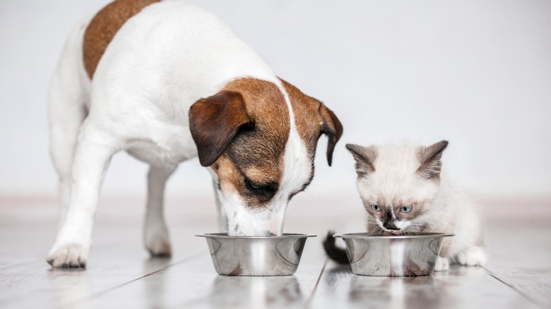 dog and cat eating together