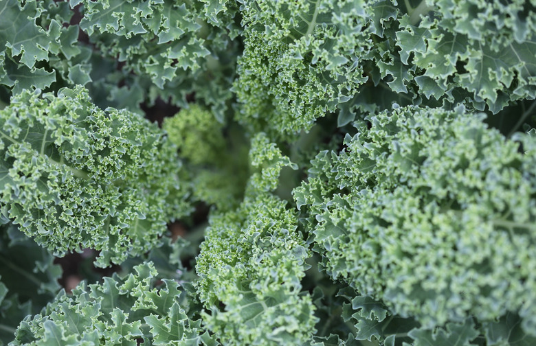 Mixing Kale with Blood Thinners