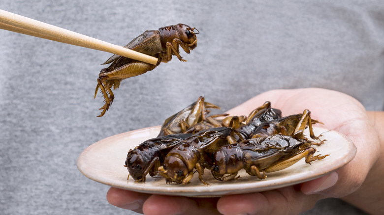 Crickets eaten with chopsticks
