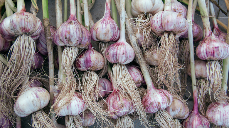 Purplish garlic bulbs