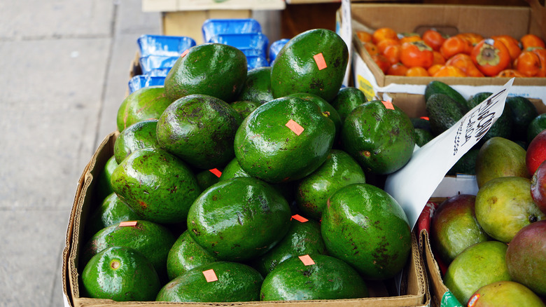 florida avocados at market