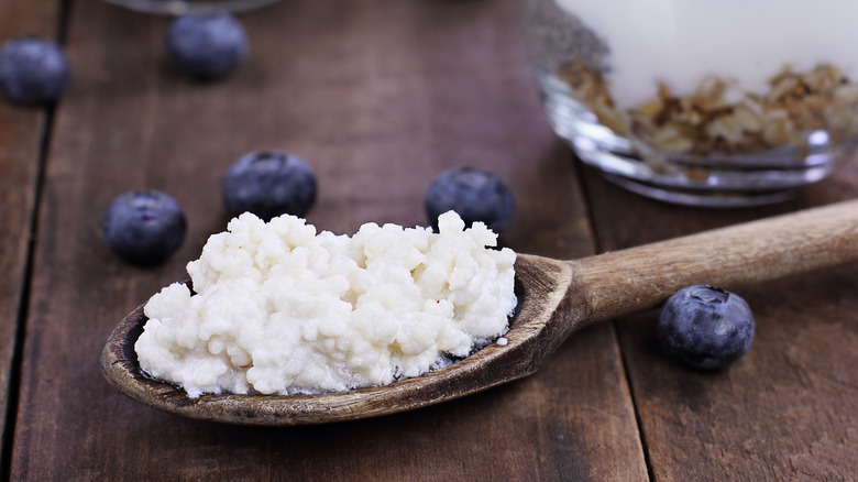 Kefir grains in a wooden spoon 