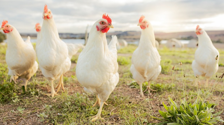 chickens in a grassy field