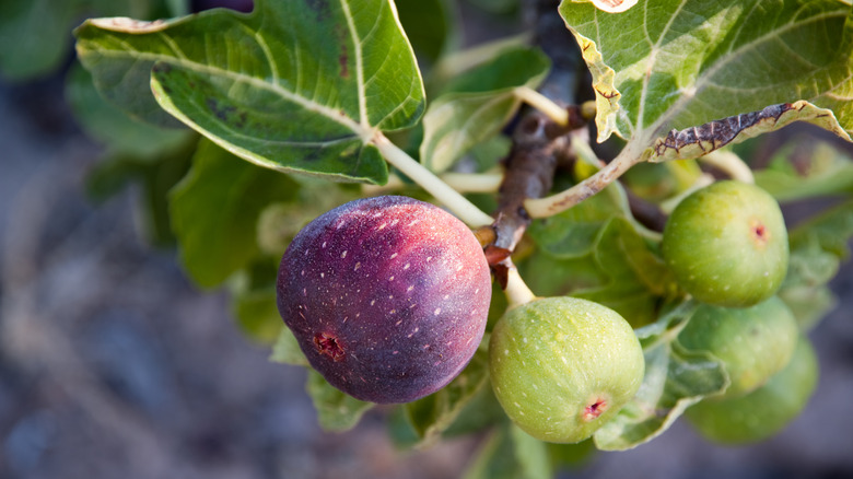 ripe fig on a tree